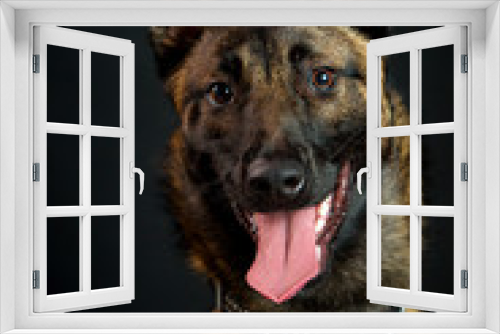 Fototapeta Naklejka Na Ścianę Okno 3D - Beautiful young police dog