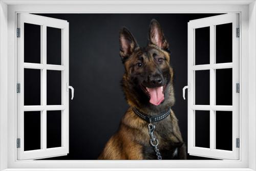 Fototapeta Naklejka Na Ścianę Okno 3D - Beautiful police dog