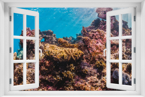 Fototapeta Naklejka Na Ścianę Okno 3D - Colorful Coral Reef in Shallow Tropical Water