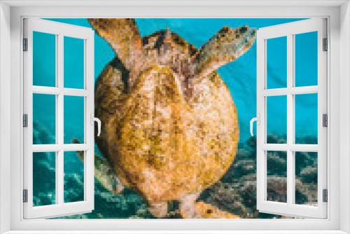 Fototapeta Naklejka Na Ścianę Okno 3D - Sea turtle swimming in the wild among colorful coral reef