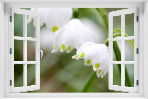 Fototapeta Naklejka Na Ścianę Okno 3D - Three buds of Spring snowflake (Leucojum vernum)