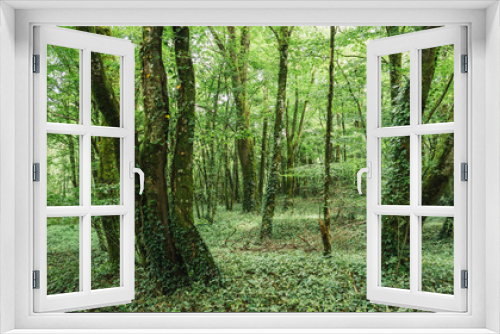 Fototapeta Naklejka Na Ścianę Okno 3D - interior of a dark forest