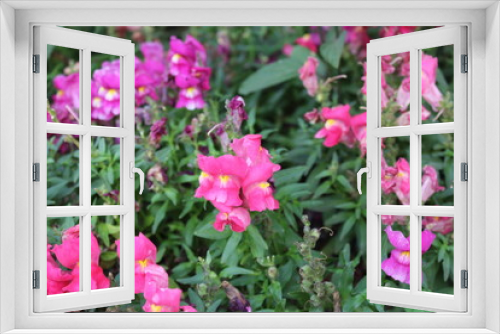 Fototapeta Naklejka Na Ścianę Okno 3D - Beautiful garden of colorful dandelion flowers - Antirrhinum majus