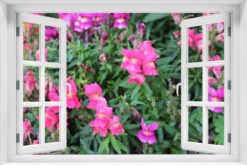 Fototapeta Naklejka Na Ścianę Okno 3D - Beautiful garden of colorful dandelion flowers - Antirrhinum majus