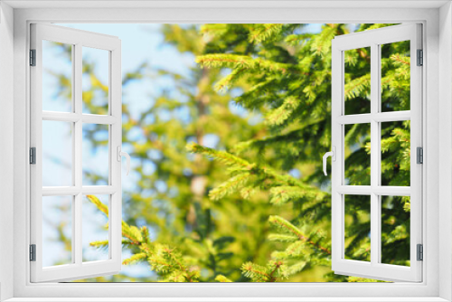 Fototapeta Naklejka Na Ścianę Okno 3D - Spruce forest, spruce plantings on a sunny day, panoramic view, copy space