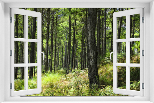 Fototapeta Naklejka Na Ścianę Okno 3D - Pine Trees