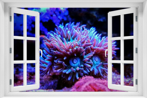 Fototapeta Naklejka Na Ścianę Okno 3D - Duncanopsammia is a large polyp stony (LPS) coral - Duncanopsammia axifuga