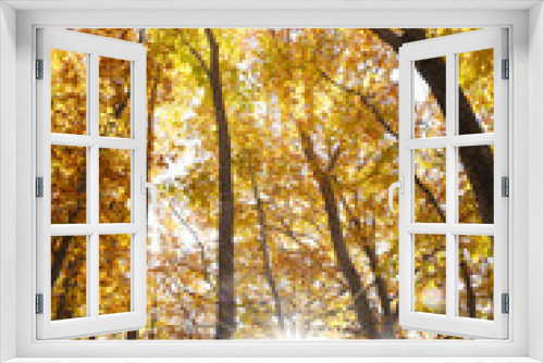 Fototapeta Naklejka Na Ścianę Okno 3D - Autumn forest in Tohoku near Aomori, Japan