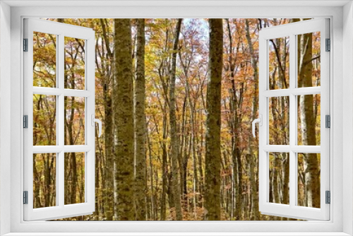 Fototapeta Naklejka Na Ścianę Okno 3D - 大山にあるブナの原生林の黄葉情景＠鳥取