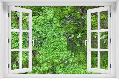 Fototapeta Naklejka Na Ścianę Okno 3D - Green moss on the old wall
