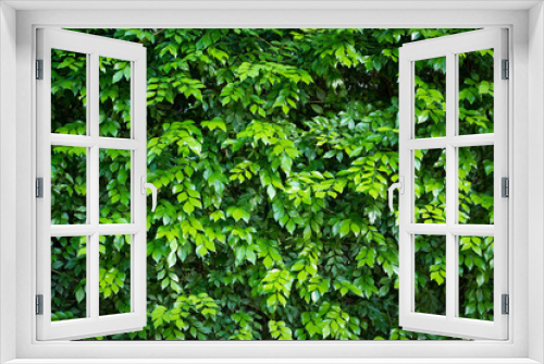 Fototapeta Naklejka Na Ścianę Okno 3D - green ivy on wall