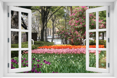 Fototapeta Naklejka Na Ścianę Okno 3D - Tulip