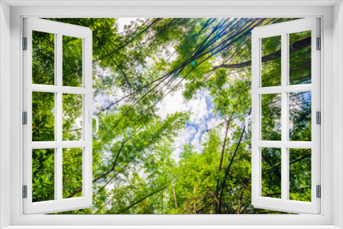 Fototapeta Naklejka Na Ścianę Okno 3D - Green bamboo tree forest botanical background