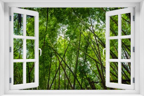 Fototapeta Naklejka Na Ścianę Okno 3D - Green bamboo tree forest botanical background