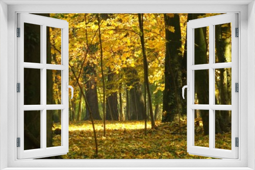 Fototapeta Naklejka Na Ścianę Okno 3D - Barwy jesieni w parku w Strzelcach Opolskich Polska