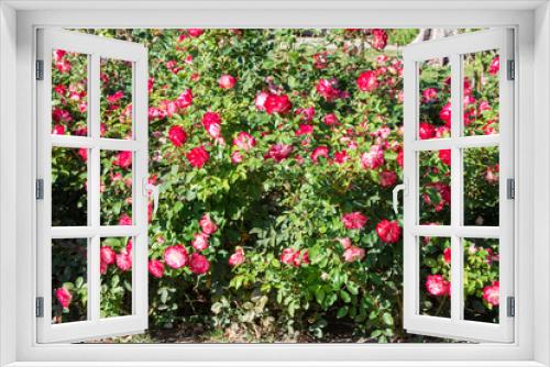 Fototapeta Naklejka Na Ścianę Okno 3D - Flowering bushes of a red and white rose in a city park, as an element of the landscape. Can be used as a natural background.