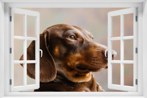 Fototapeta Naklejka Na Ścianę Okno 3D - Brown dachshund closeup. Dachshund boy