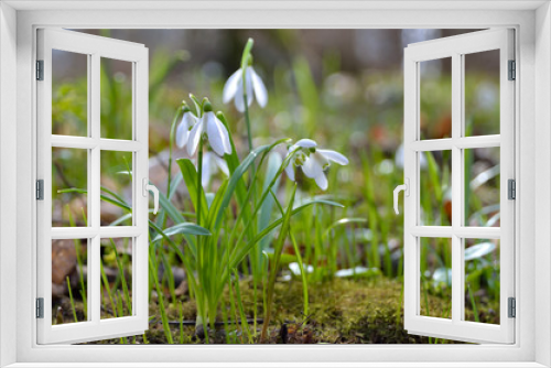 Fototapeta Naklejka Na Ścianę Okno 3D - First snowdrops in the forest in spring. Young snowdrops blooming in spring in the forest