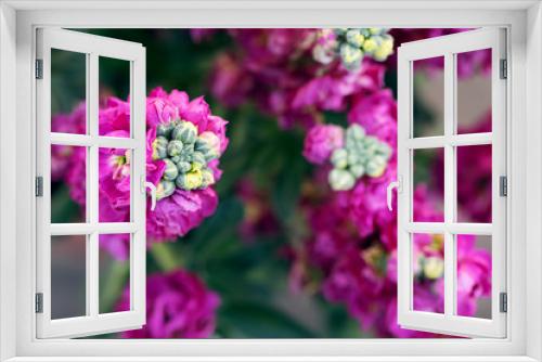 Fototapeta Naklejka Na Ścianę Okno 3D - bloomin violet in spring