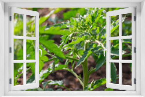 Fototapeta Naklejka Na Ścianę Okno 3D - plantation of young tomato plants