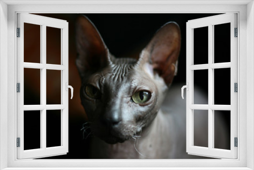 Fototapeta Naklejka Na Ścianę Okno 3D - Portrait of a bald cat. Don Sphynx cat breed