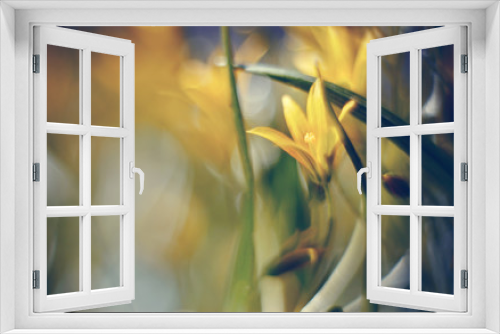 Fototapeta Naklejka Na Ścianę Okno 3D - Abstract defocused background with flower Gagea lutea or Yellow Star-of-Bethlehem