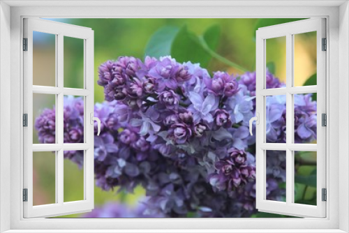 Fototapeta Naklejka Na Ścianę Okno 3D - lilac flowers on a branch