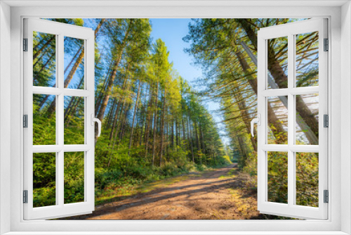 Fototapeta Naklejka Na Ścianę Okno 3D - Road in the sunny forest. Cedar Butte, Snoqualmie region, Washington state