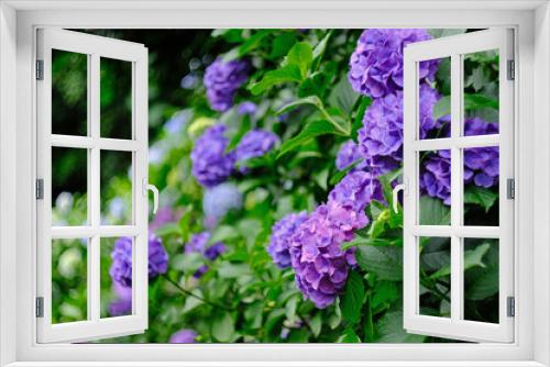 Fototapeta Naklejka Na Ścianę Okno 3D - purple hydrangea in the garden