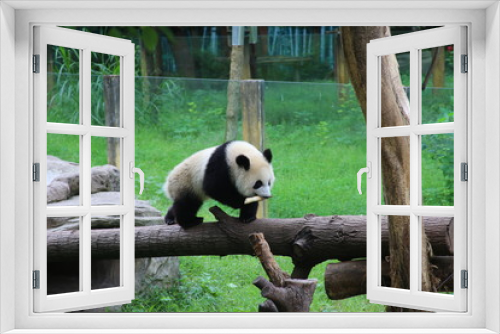 Fototapeta Naklejka Na Ścianę Okno 3D - giant panda bear