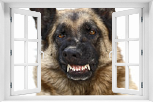 Fototapeta Naklejka Na Ścianę Okno 3D - wild dog