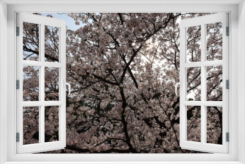 Fototapeta Naklejka Na Ścianę Okno 3D - 日本の桜