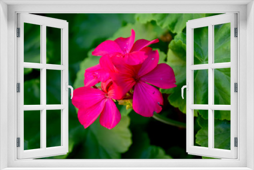 Fototapeta Naklejka Na Ścianę Okno 3D - red flower in the garden