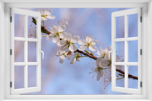 Fototapeta Naklejka Na Ścianę Okno 3D - A lot of small white flowers on a tree and a blue sky in warm and sunny spring day