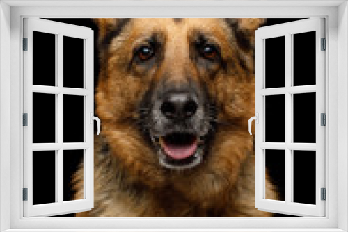 Fototapeta Naklejka Na Ścianę Okno 3D - Closeup Portrait of Gazing German Shepherd Dog on Isolated Black Background