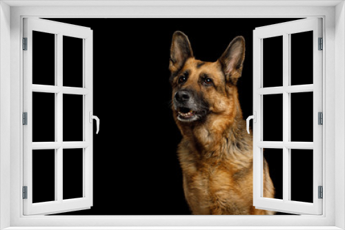 Fototapeta Naklejka Na Ścianę Okno 3D - Portrait of Cute German Shepherd Dog Looking Curious on Isolated Black Background