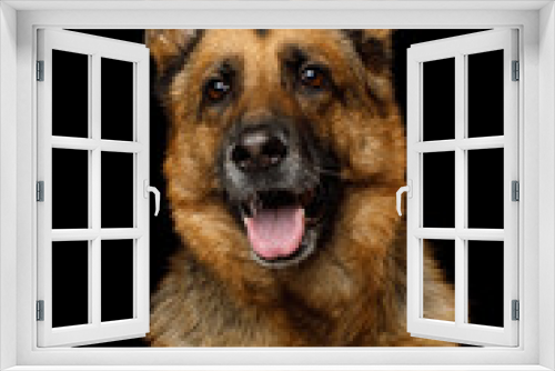 Fototapeta Naklejka Na Ścianę Okno 3D - Adoeable Portrait of German Shepherd Dog on Isolated Black Background