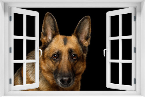 Fototapeta Naklejka Na Ścianę Okno 3D - Close-up Portrait of German Shepherd Dog Gazing on Isolated Black Background
