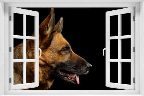 Fototapeta Naklejka Na Ścianę Okno 3D - Close-up Portrait of German Shepherd Dog in Profile view on Isolated Black Background