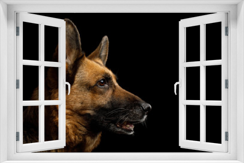 Fototapeta Naklejka Na Ścianę Okno 3D - Close-up Portrait of German Shepherd Dog in Profile view on Isolated Black Background