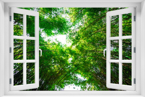 Fototapeta Naklejka Na Ścianę Okno 3D - Bamboo in the forest on nature background