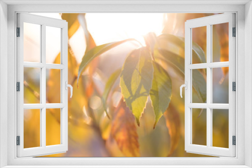 Fototapeta Naklejka Na Ścianę Okno 3D - 新緑の葉っぱと暖かい夕日の日差し
