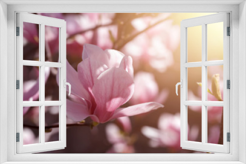 Fototapeta Naklejka Na Ścianę Okno 3D - Blooming pink magnolia