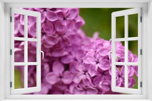 Fototapeta Naklejka Na Ścianę Okno 3D - Lilac branch in bloom