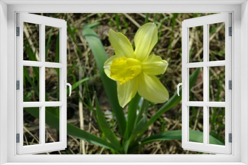 Fototapeta Naklejka Na Ścianę Okno 3D - yellow daffodil flower