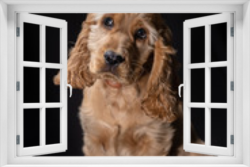 Fototapeta Naklejka Na Ścianę Okno 3D - Small puppy English cockerspaniel