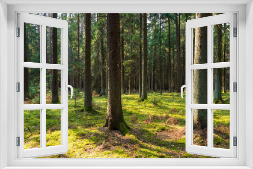 Fototapeta Naklejka Na Ścianę Okno 3D - A beautiful natural forest in the Knyszyńska Forest
