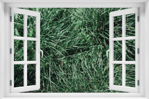 Fototapeta Naklejka Na Ścianę Okno 3D - background with grass, grass, greenery, green textures, texture