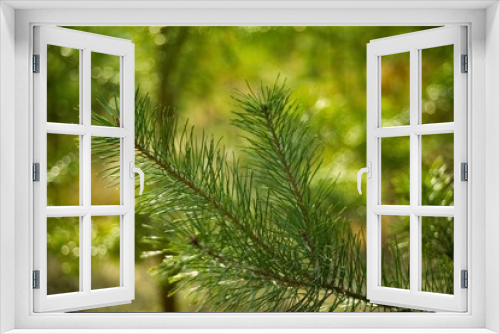 Fototapeta Naklejka Na Ścianę Okno 3D - Green pine needles twig close-up on nature background.