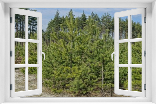 Fototapeta Naklejka Na Ścianę Okno 3D - small green coniferous pines in the dry grass in the forest